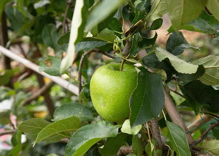 Herberg de Appelgaard